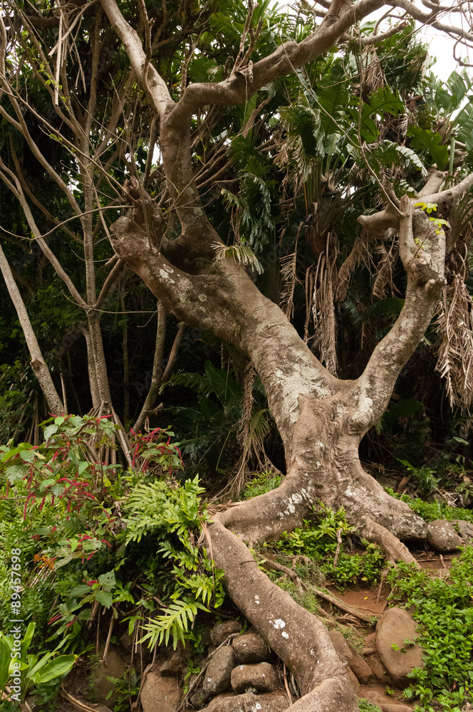 Gnarled tree at the Iao Needle State Park on Maui Hawaii USA