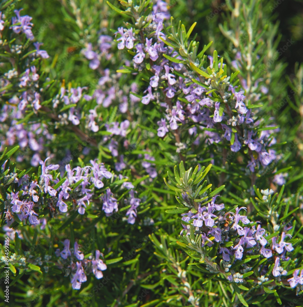 Rosemary bush, flowering outdoors