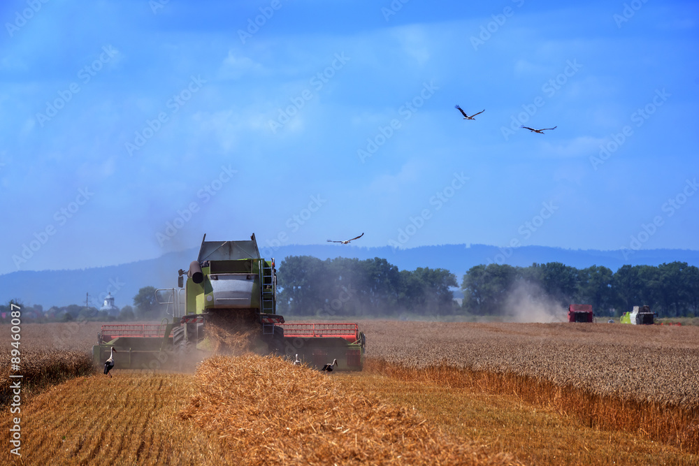 Fototapeta premium Harvester
