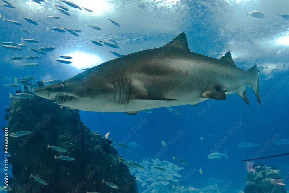 Fototapeta premium Shark swimming in Lisbon Aquarium, surrounded by other little fish