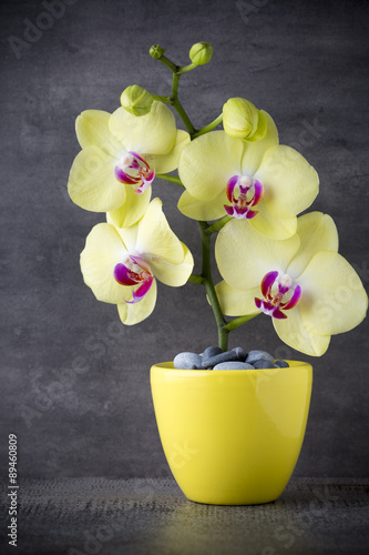Fototapeta Naklejka Na Ścianę i Meble -  Yellow orchid on the grey background.