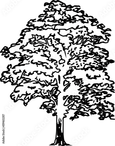 Oak silhouette vector