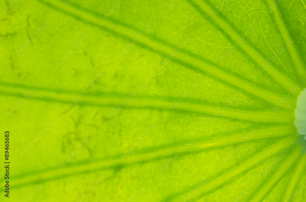 Translucent lotus leaf