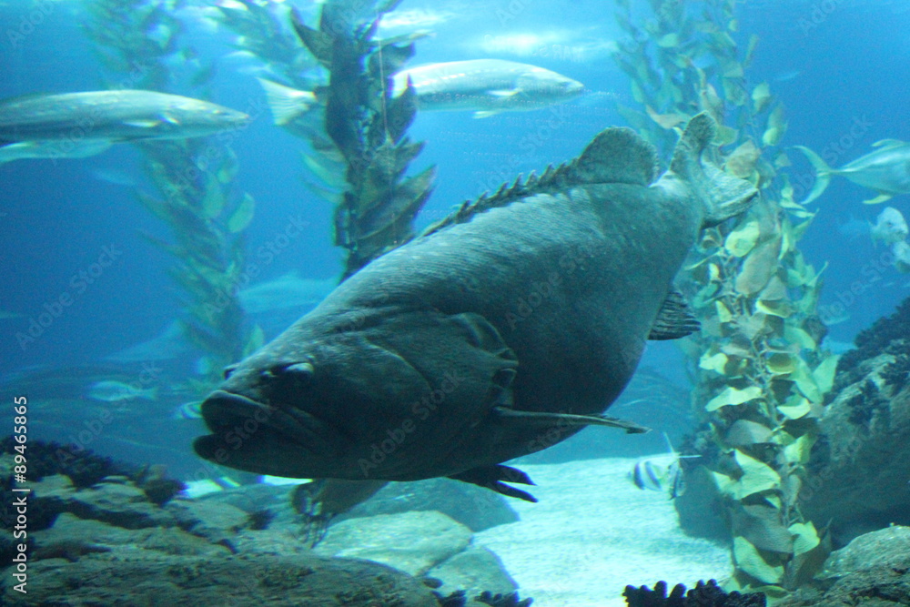 Fototapeta premium Napoleon fish swimming in Lisbon Aquarium depth