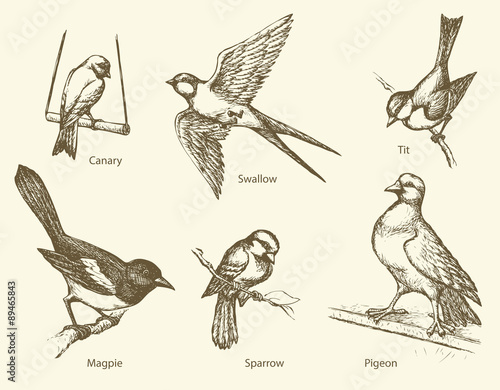 Vector set of birds: Swallow, Sparrow, Magpie, Pigeon, Canary, T