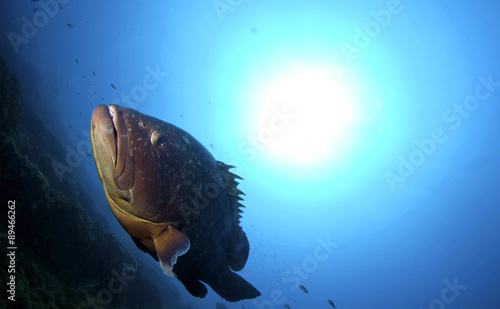 Wallpaper Mural cernia bruna che nuota fuori dalla tana Torontodigital.ca