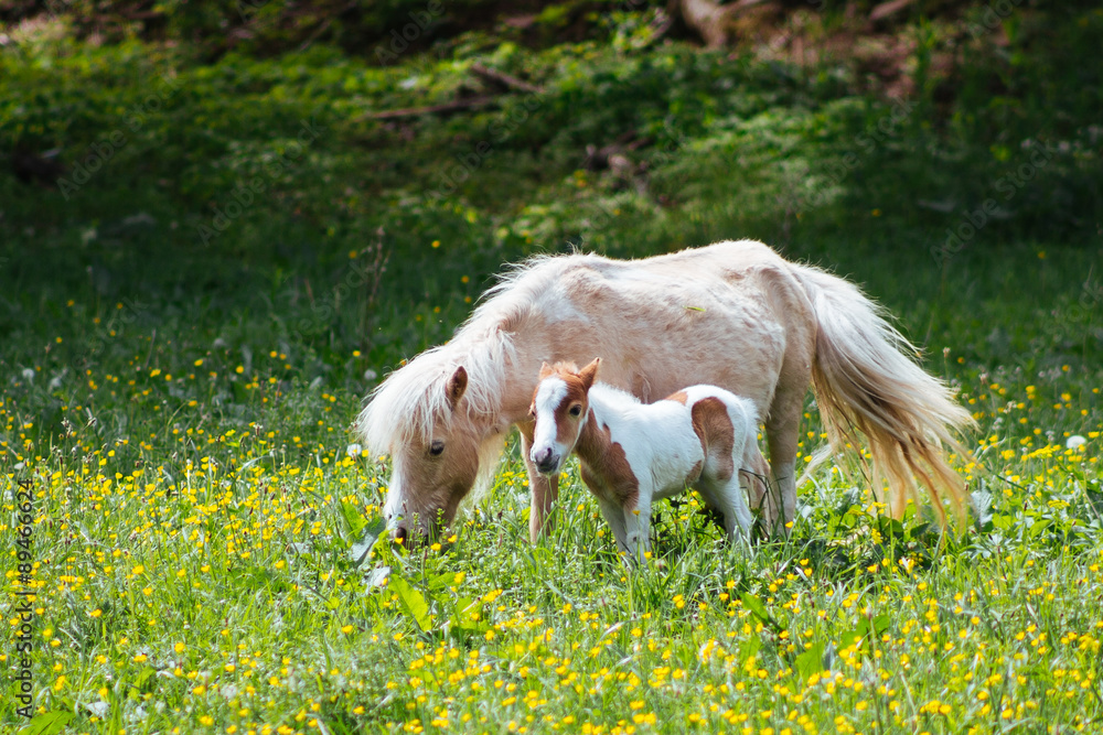Fototapeta premium A miniature horse grazes in a flowery field with her foal