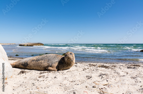 Robbe am Strand von Grenen - Dänemark