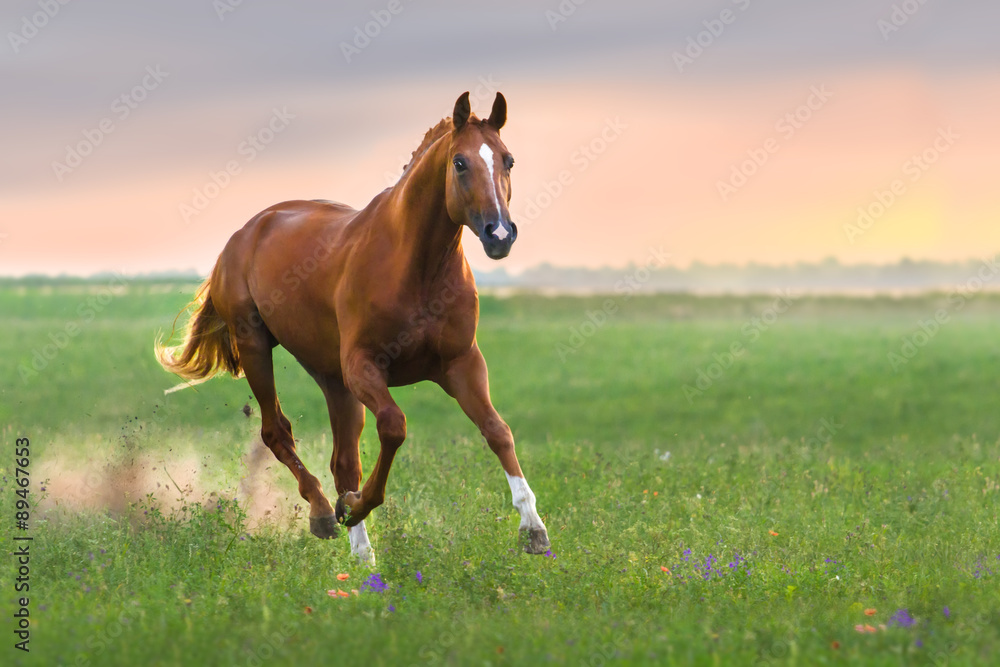 Horse run Horse run