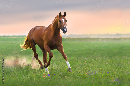 Horse run © callipso88