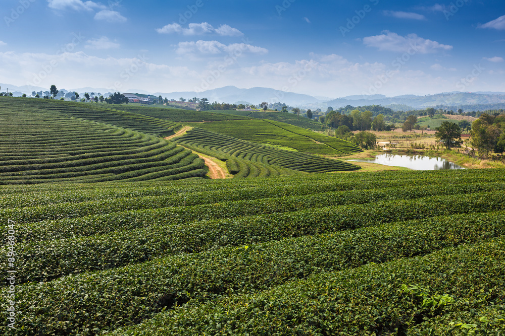 Choui Fong Tea farm, Chiang Rai Thailand