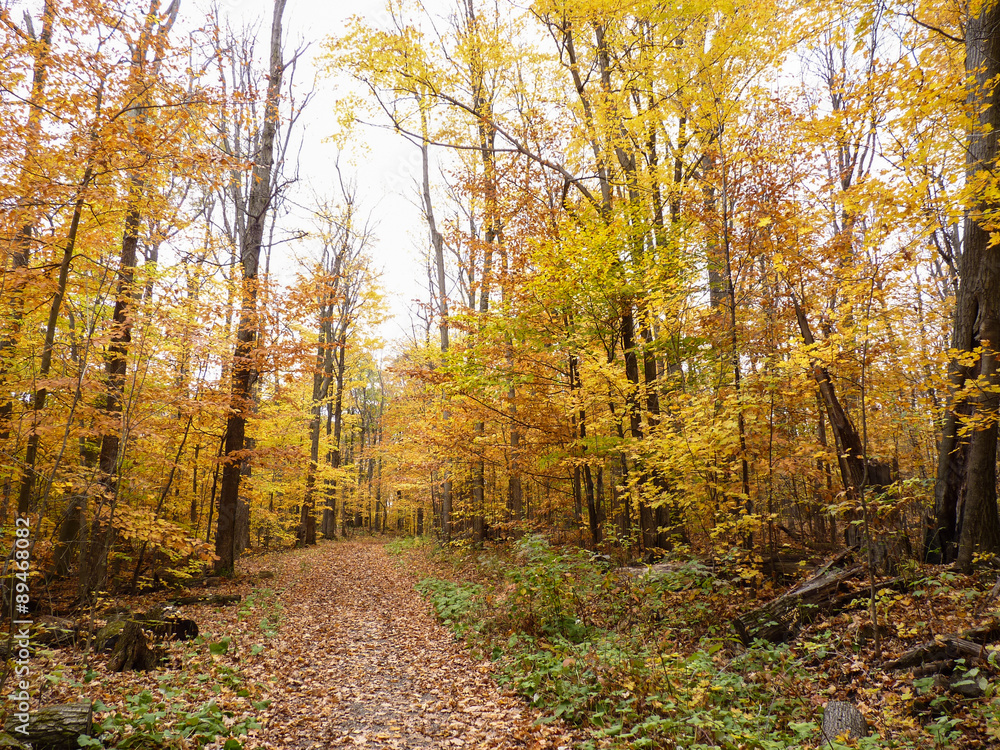 Obraz premium the Path Through the Fall Trees