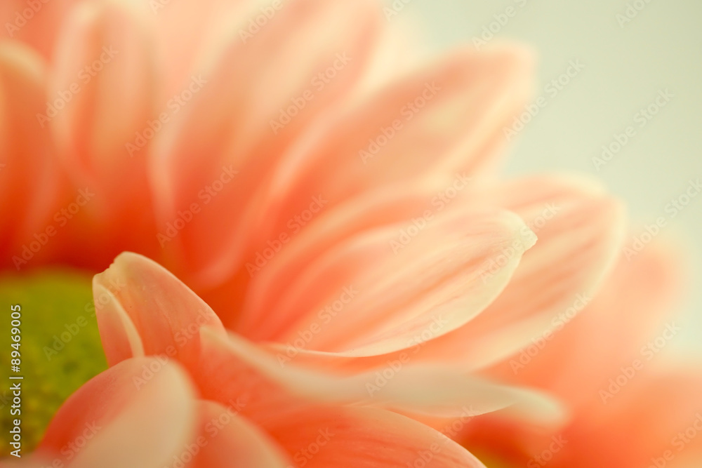 sweet color Chrysanthemums in soft and blur style for background
sweet color Chrysanthemums in soft and blur style for background
