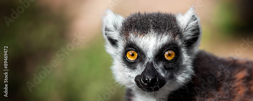 Lemur looking, Ring-tailed lemur (Lemur catta) wild portrait photo