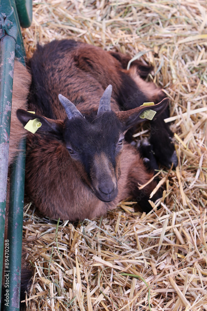 Fototapeta premium Small goat