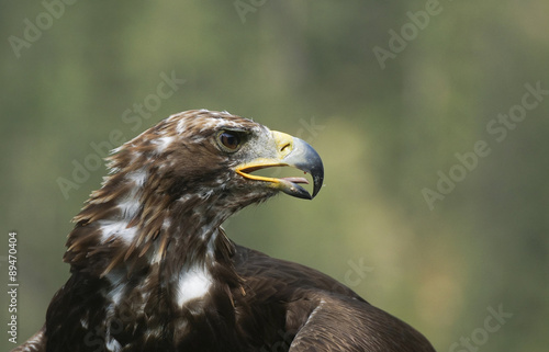 Steinadler