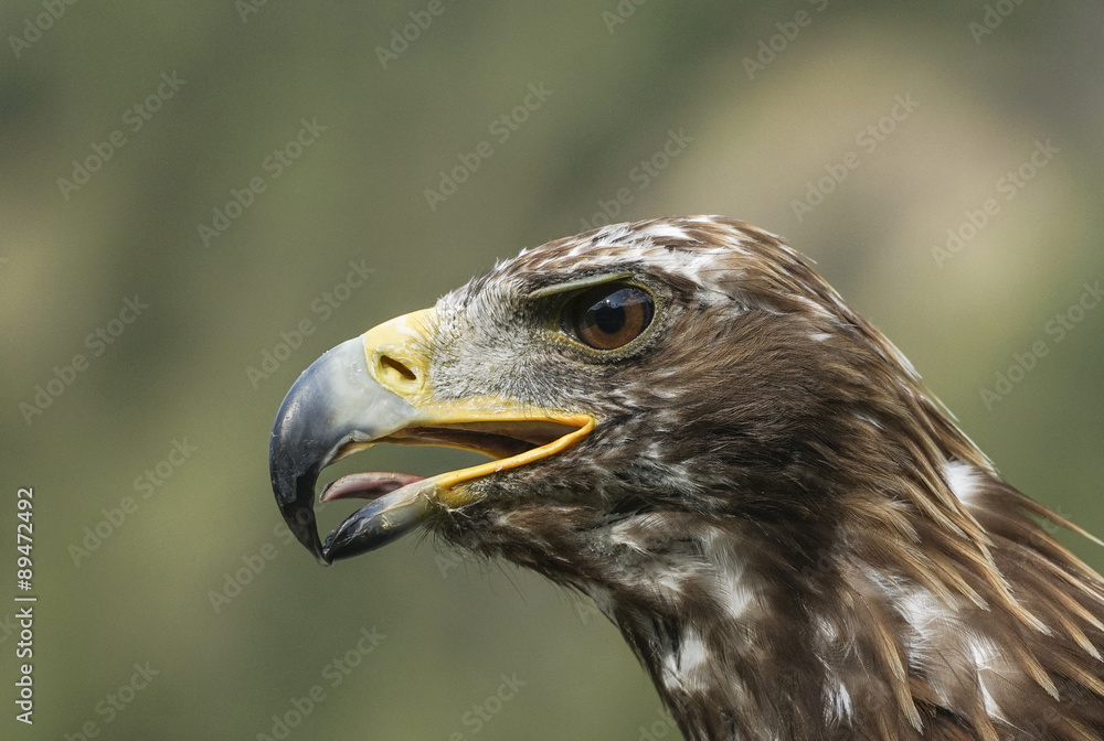 Adler