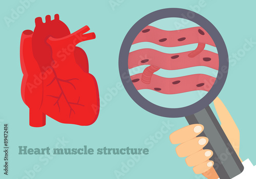 Heart muscle structure illustration. Illustration of cardiac tissue