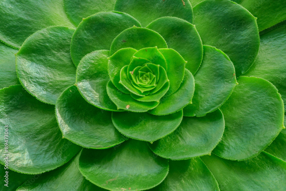 Obraz premium Cactus