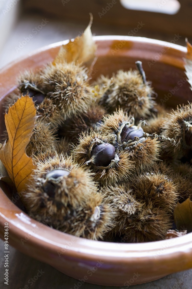 Sweet chestnuts in their prickly cases Sweet chestnuts in their prickly cases