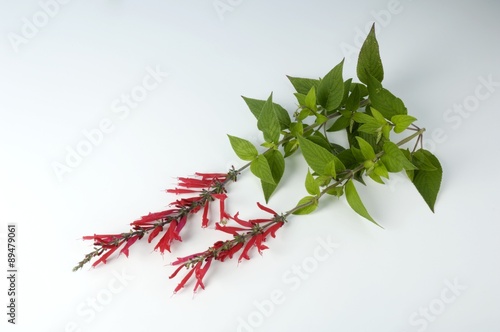 Pineapple sage with flowers photo