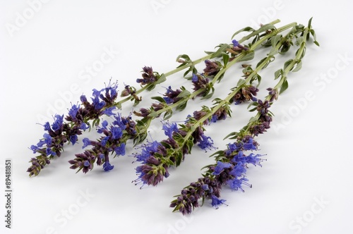 Hyssop with flowers (Hyssopus officinalis)