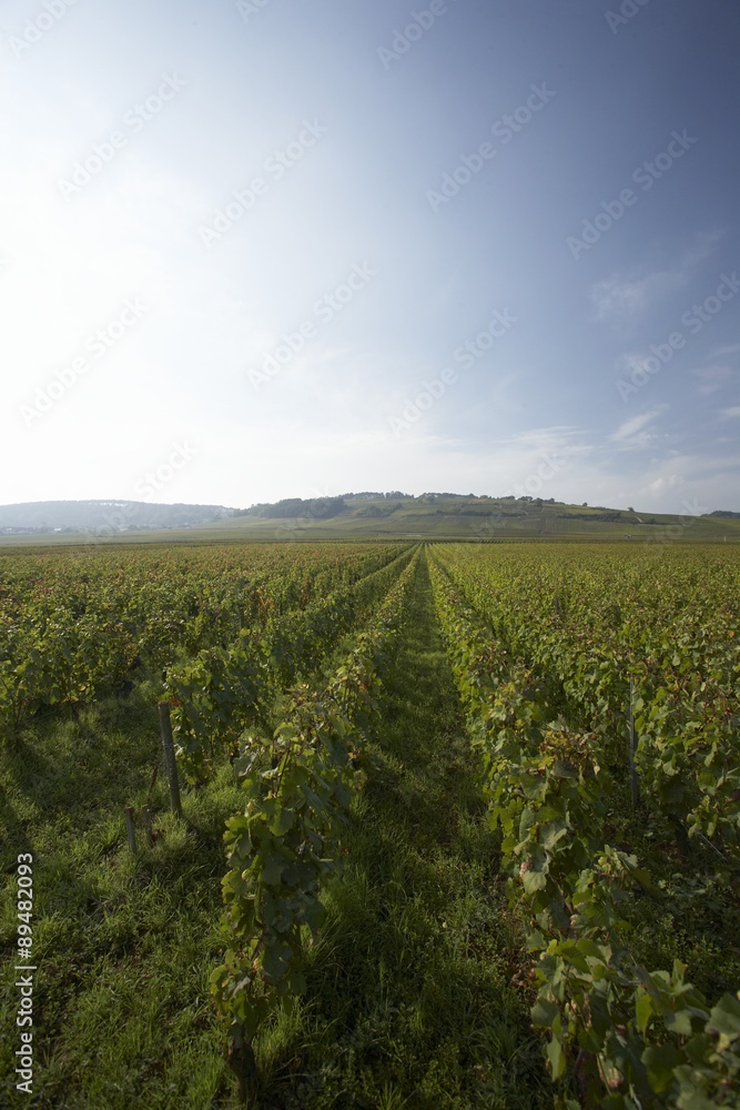 Wine-growing in Burgundy