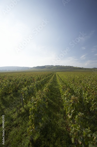 Wine-growing in Burgundy
