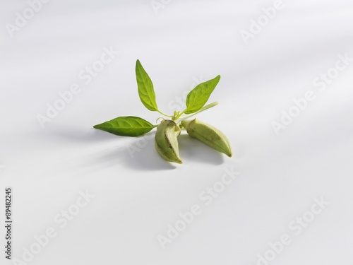 Okra pods with leaves on stalk, white background