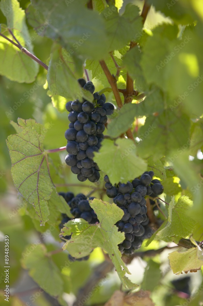 Red wine grapes on the vine, New Zealand Red wine grapes on the vine, New Zealand