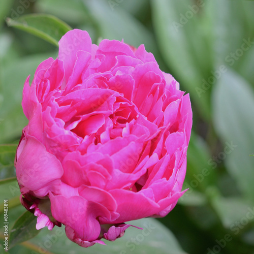 Fototapeta Naklejka Na Ścianę i Meble -  Texture of beautiful pink flower.