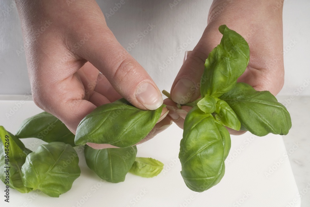 Picking basil leaves from their stalks