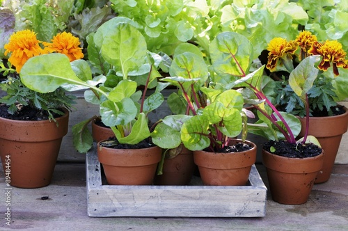 Herb and vegetable plants in pots