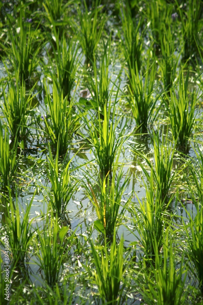 Obraz premium A green paddy field (close-up)