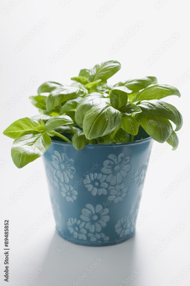 Naklejka premium Basil in flowerpot