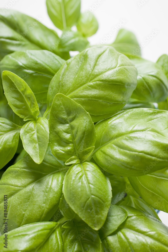 Fototapeta premium Basil in flowerpot (close-up)