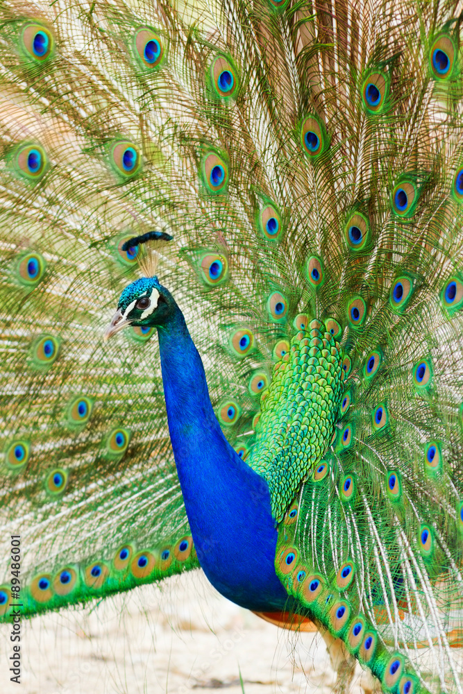 Naklejka premium Peacock