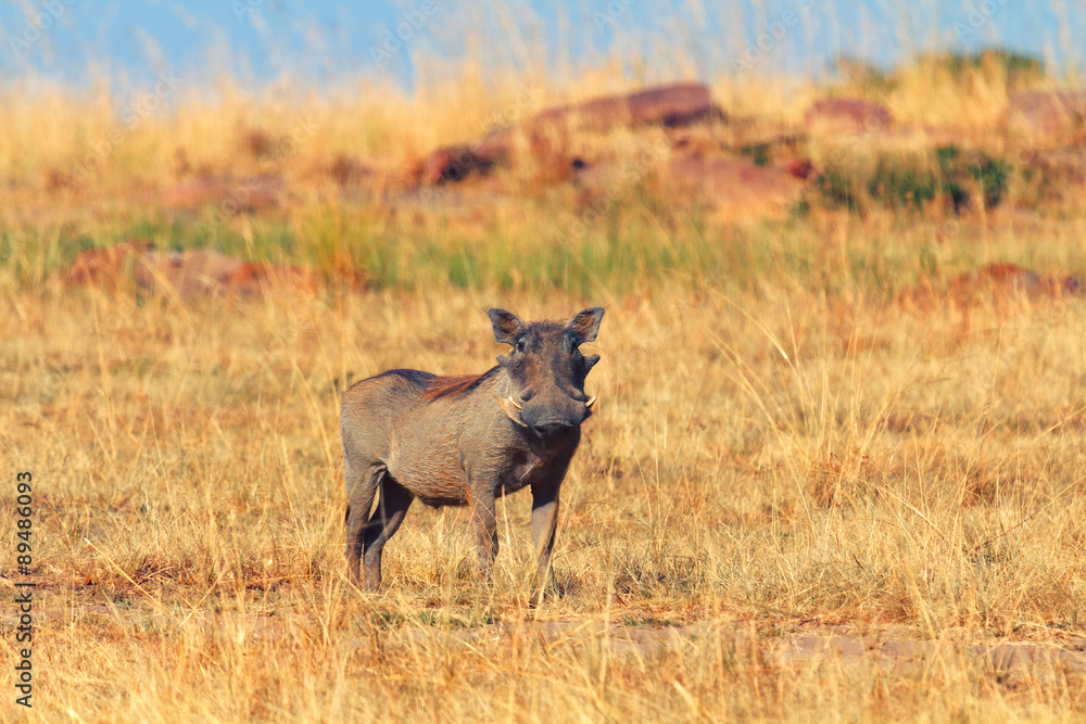 Warthog, Masai Mara Warthog, Masai Mara