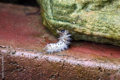 Caterpillar Climbing