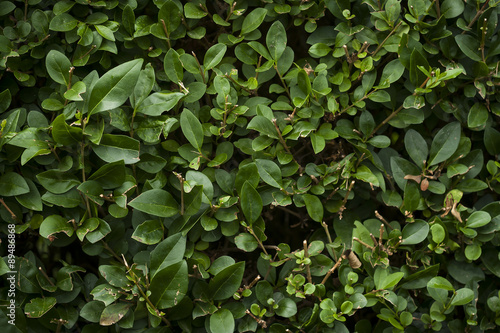 Wallpaper Mural green laurel foliage wall, nature background Torontodigital.ca