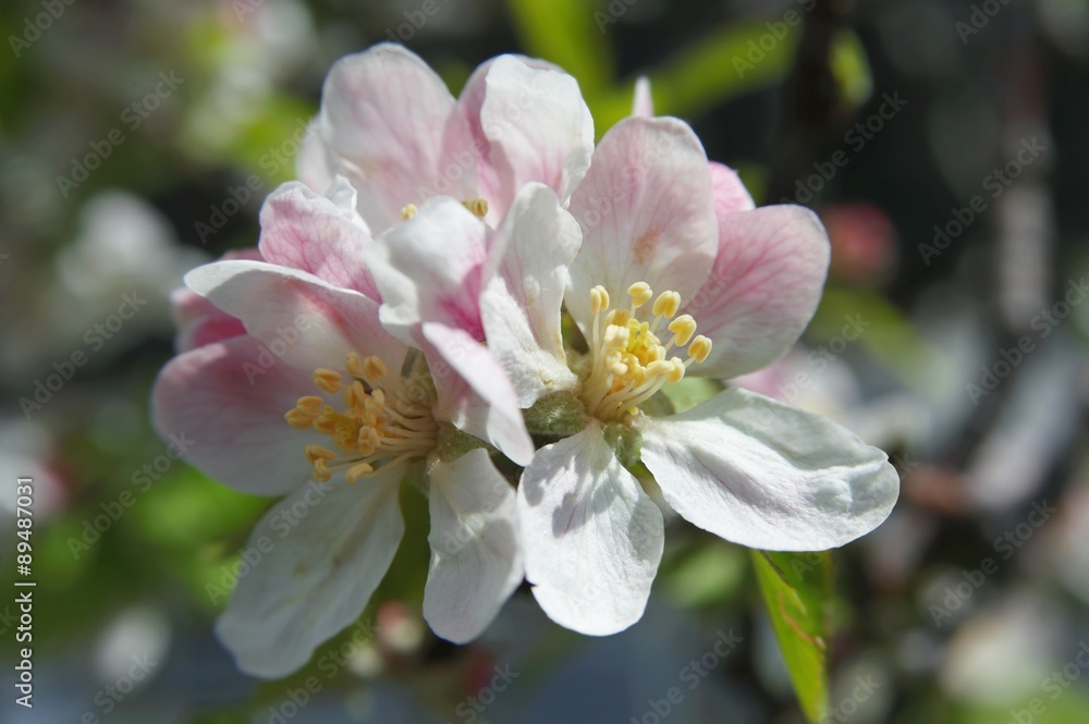 Fototapeta premium Apple blossom on the tree (close-up)