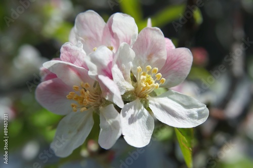 Apple blossom on the tree  close-up 