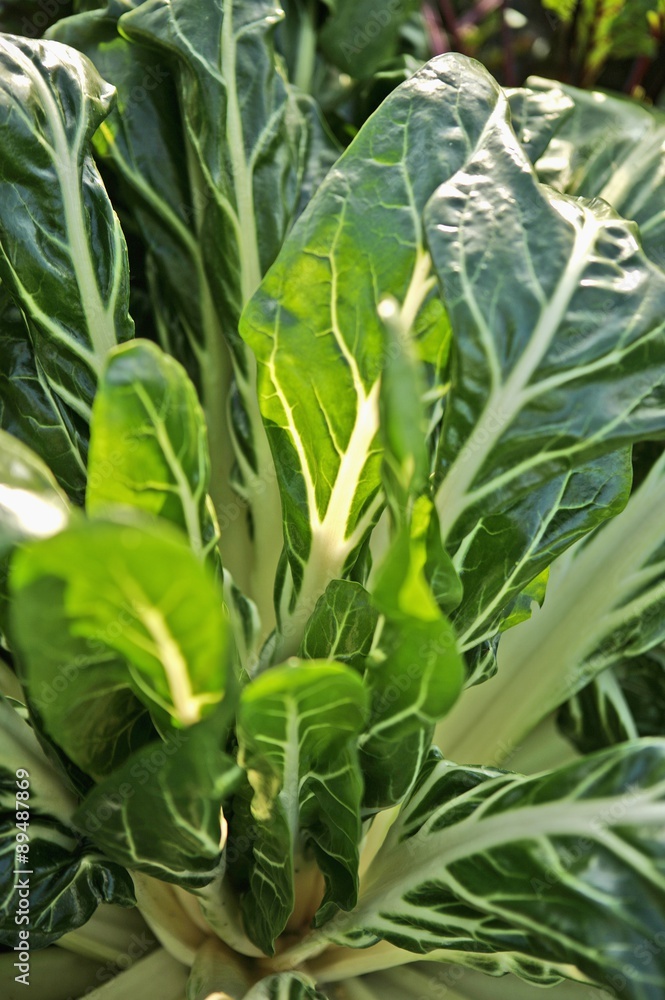 Obraz premium Chard plant