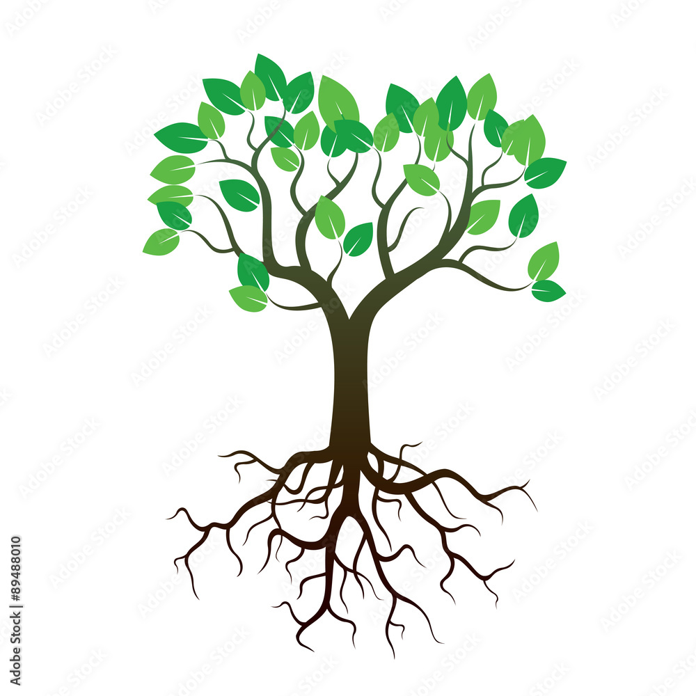 Obraz premium Color Tree and Roots. Vector Illustration.
