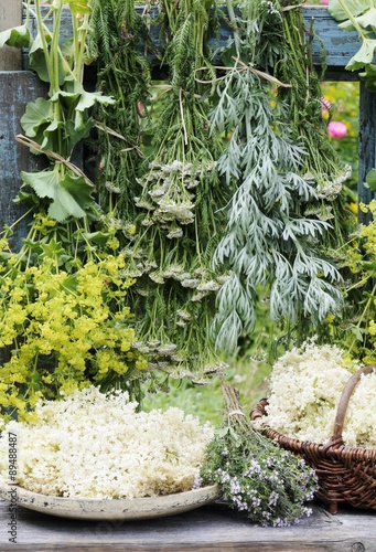 Drying various herbs photo