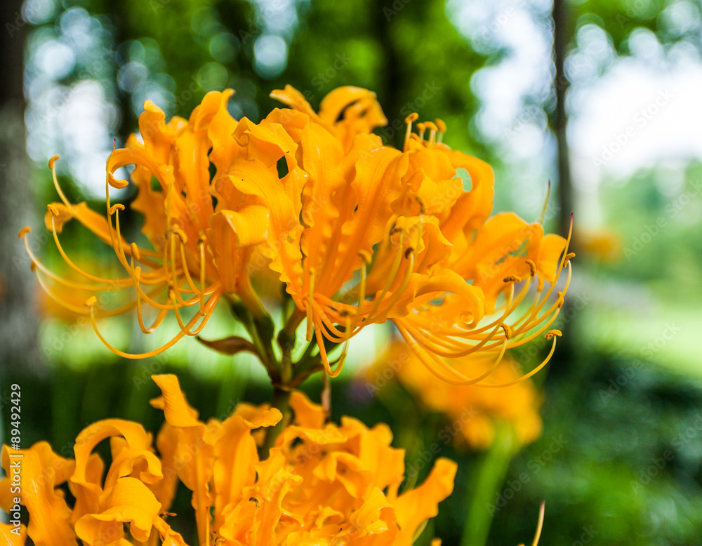 Lilien Stock-Foto | Adobe Stock