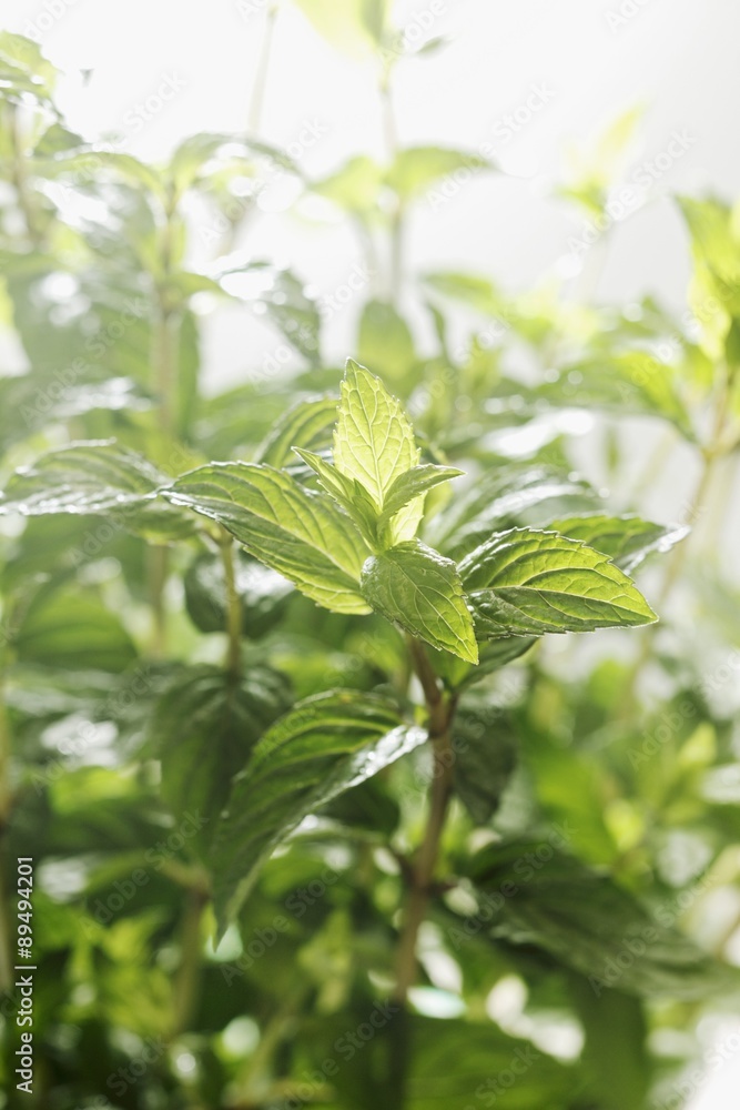 Fresh peppermint Fresh peppermint