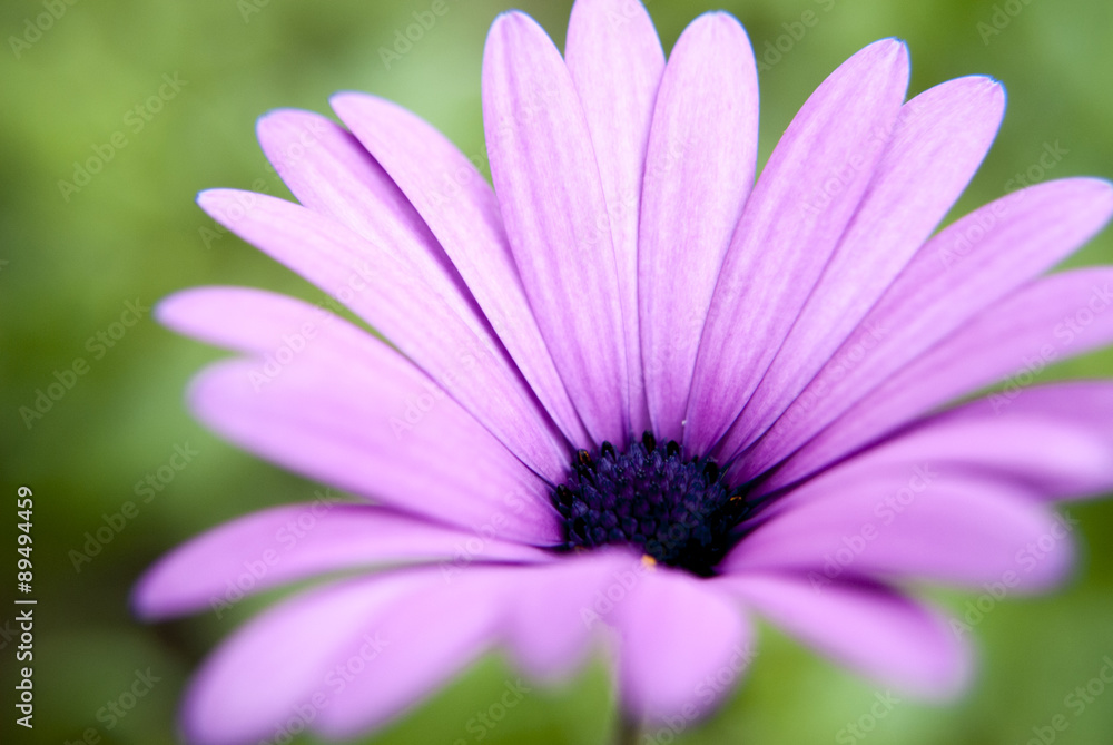 close up of a pretty purple flower with a blurry green background close up of a pretty purple flower with a blurry green background