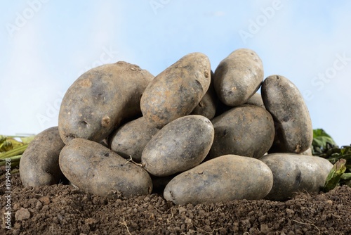 A pile of Violetta potatoes photo