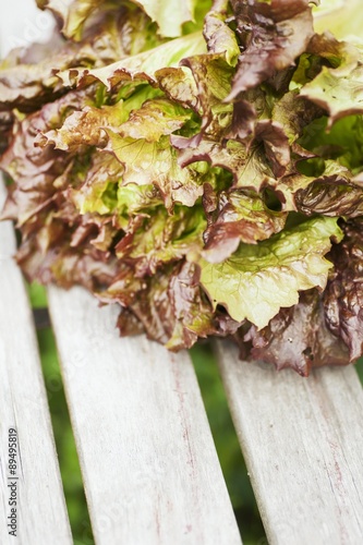 Batavia lettuce (Lactuca sativa) on a wooden bench